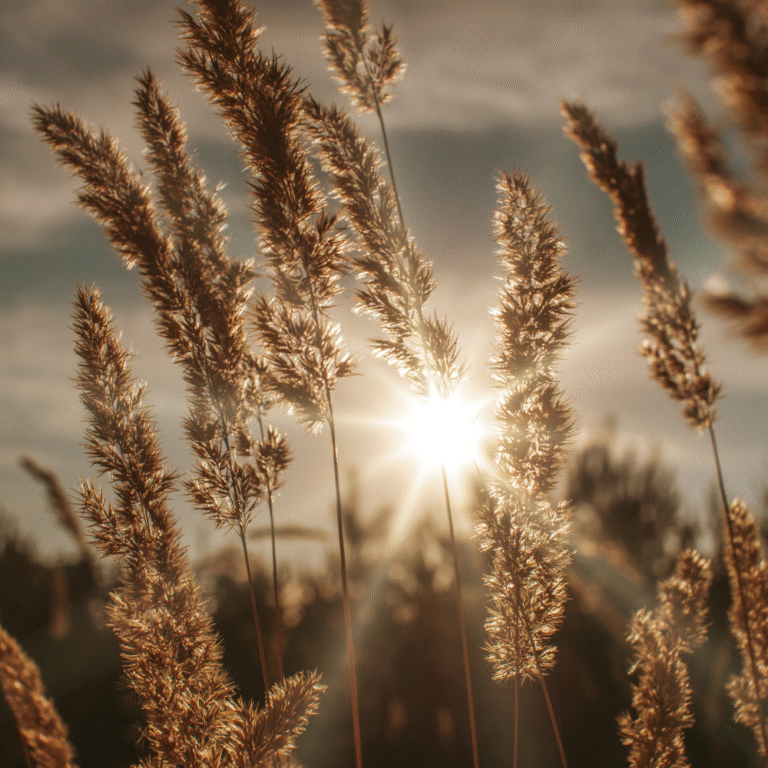 Lughnasadh – Celebrating the First Harvest